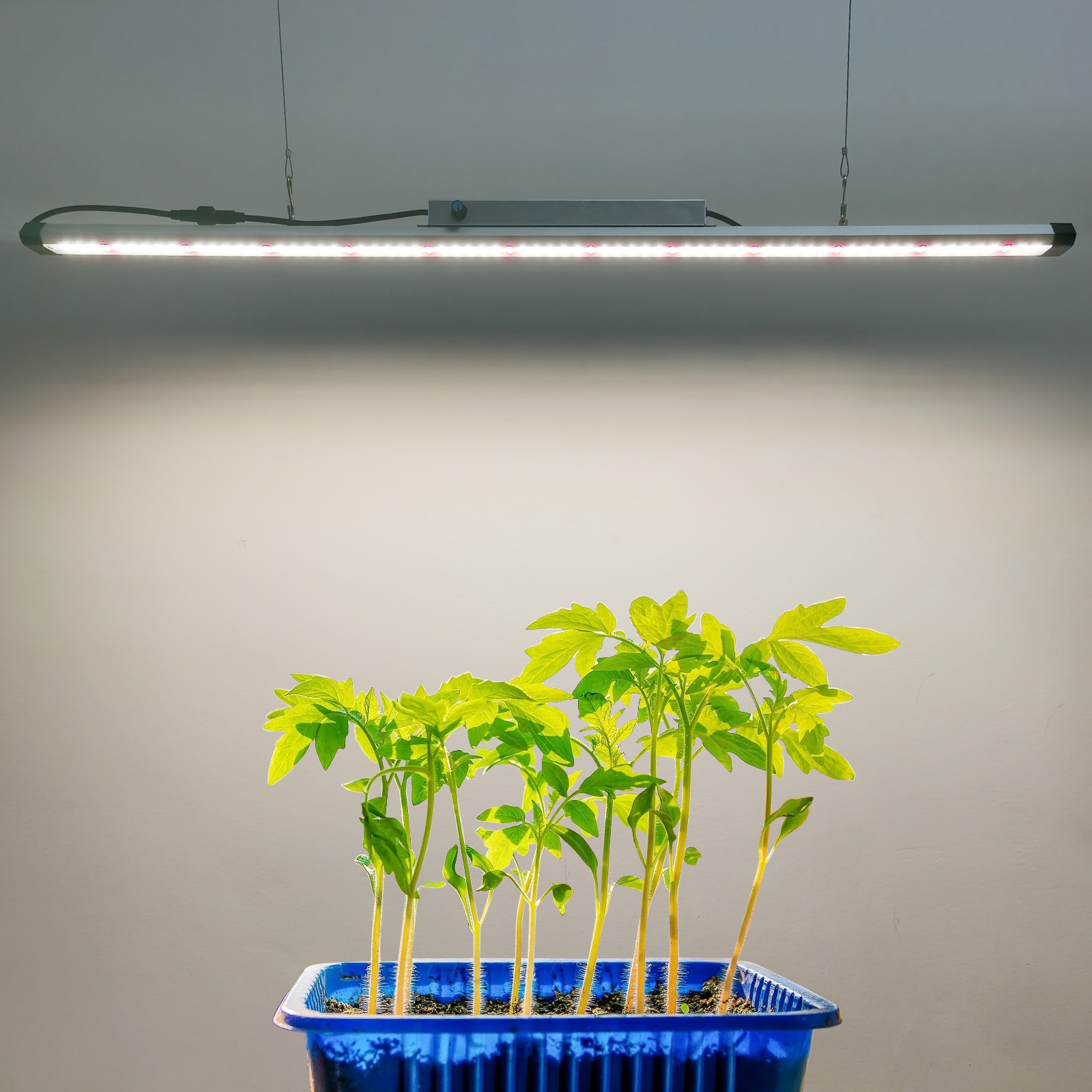 شريط إضاءة LED كامل الطيف بقوة - مراجعة Plant Grow Light Full Spectrum وسعره